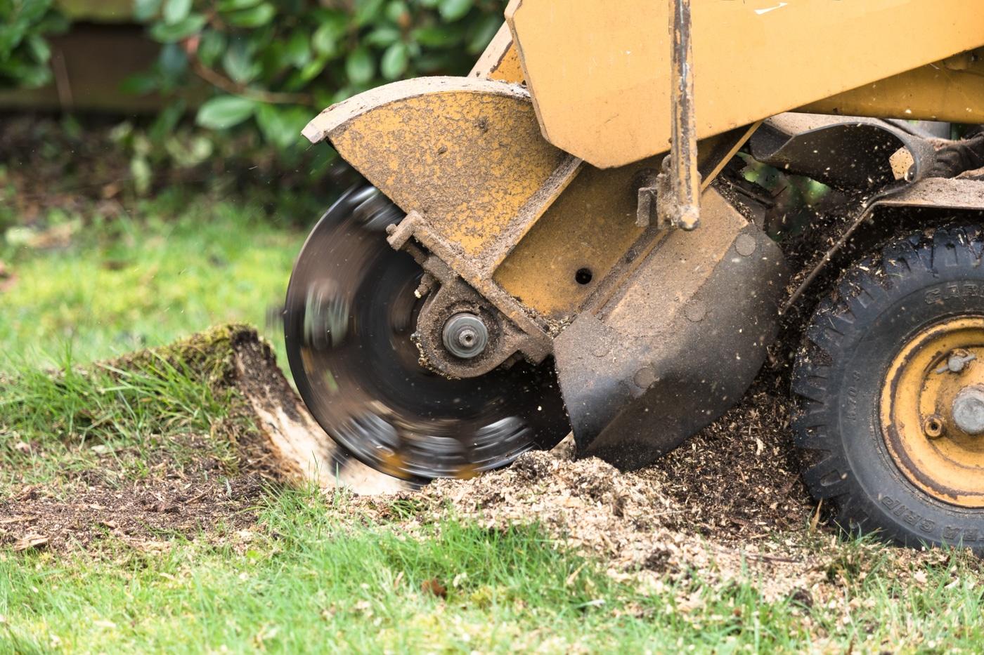 Stump grinder grinding a stump down past the base