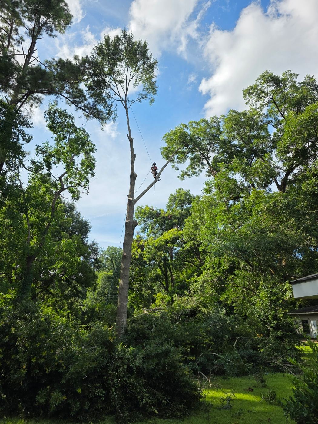 Tree removal job in Natchez, MS by PLM Stump Grinding